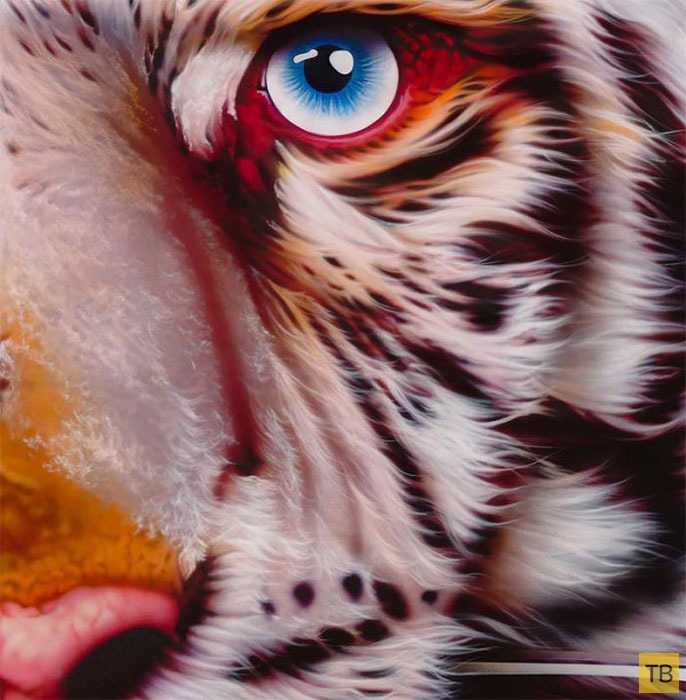 Потрясающие портреты животных, смотрящих в глаза зрителям (9 фото)