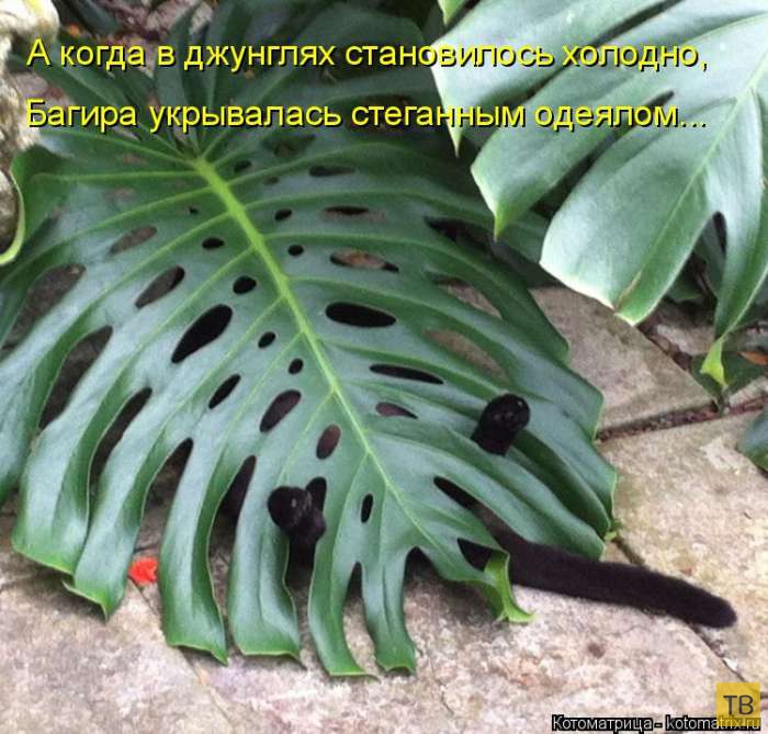 ������ ����������� ������, ����� 13 (51 ����)