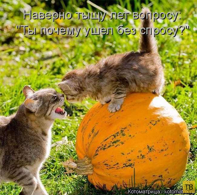 ������ ����������� ������, ����� 13 (51 ����)