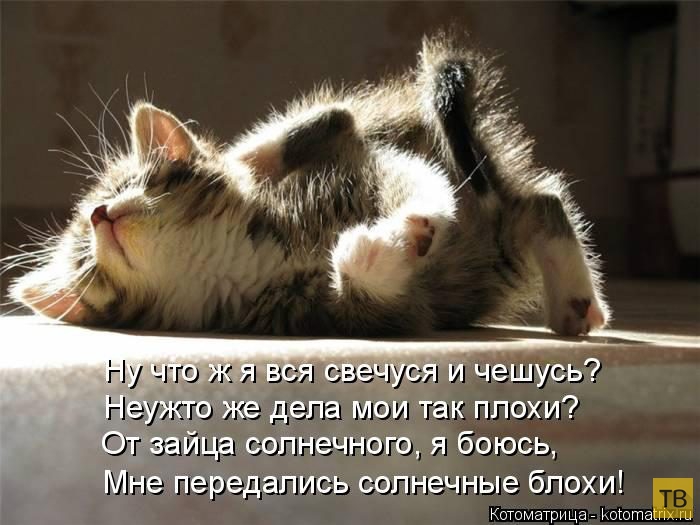 ������ ����������� ������, ����� 13 (51 ����)