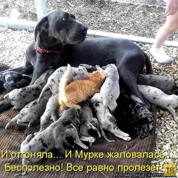 ������ ����������� ������, ����� 13 (51 ����)