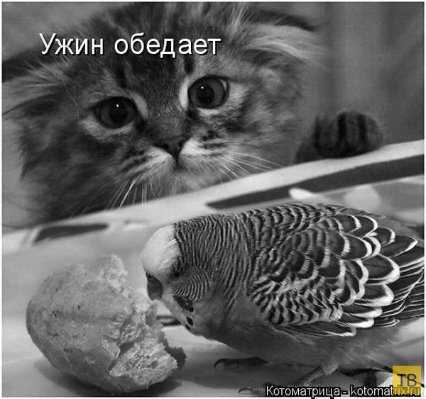 ������ ����������� ������, ����� 13 (51 ����)