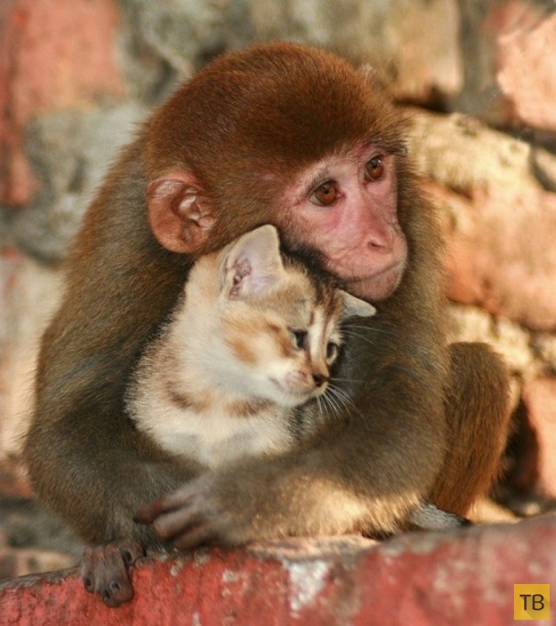 Дружба в животном мире (25 фото)