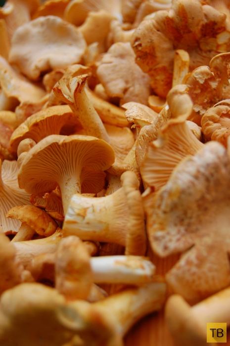 Топ 10: Съедобные грибы, которые водятся в наших лесах (10 фото)