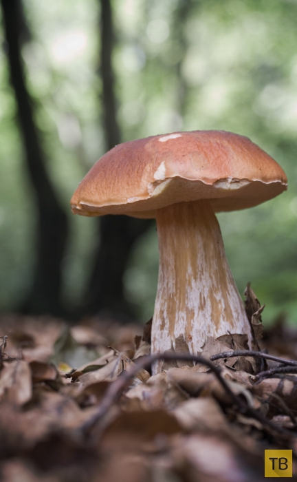 Топ 10: Съедобные грибы, которые водятся в наших лесах (10 фото)