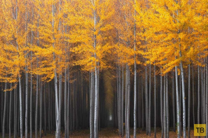 Сказочная осень в разных уголках планеты (20 фото)