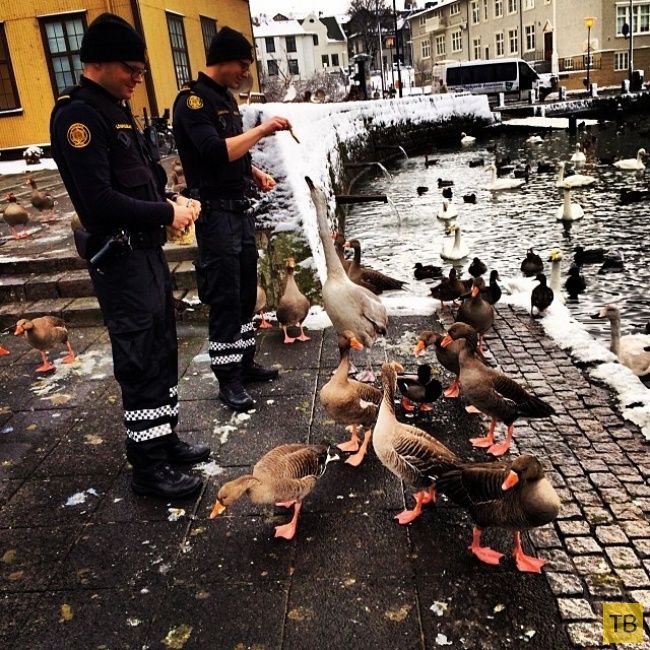 Фотодневник полиции Испландии (19 фото)
