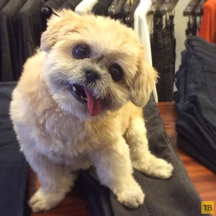 Бездомная собака обрела дом и стала звездой Instagram из-за сходства с Майли Сайрус (13 фото)