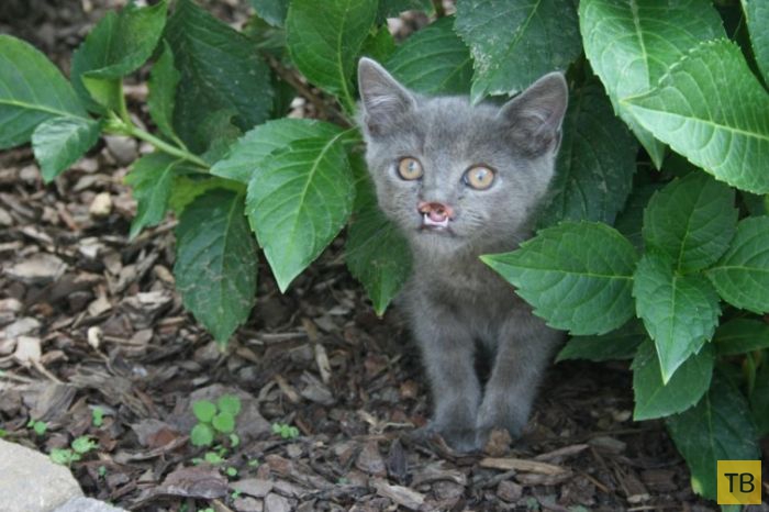 Вампирский кот Лазарь - новая звезда интернета (32 фото)