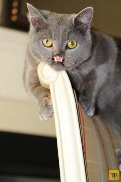 Вампирский кот Лазарь - новая звезда интернета (32 фото)