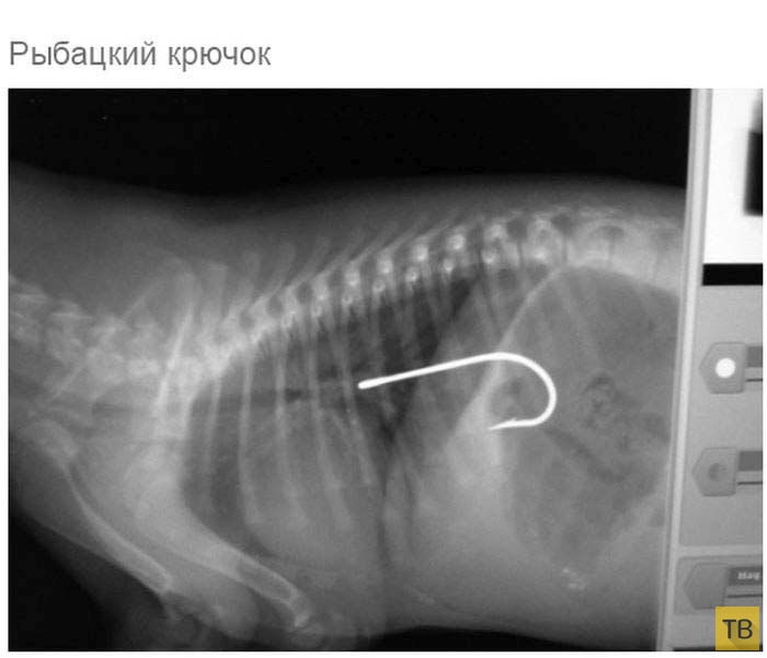 Рентгеновские снимки собак, которые едят всё, что плохо лежит (19 фото)