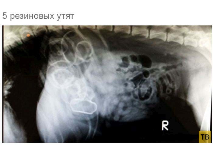 Рентгеновские снимки собак, которые едят всё, что плохо лежит (19 фото)