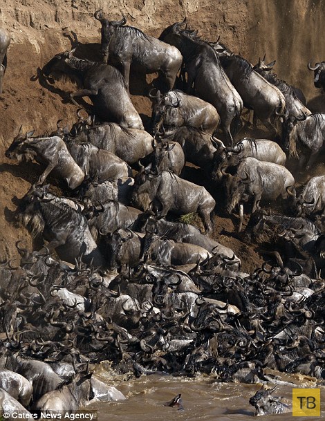 Опасная миграция антилоп Гну в Кении (15 фото)