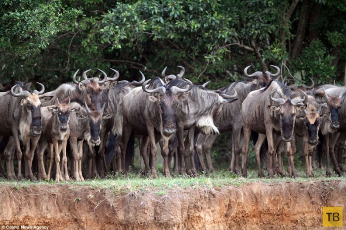 Опасная миграция антилоп Гну в Кении (15 фото)