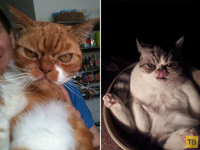 �������� ��������� - ������ (16 ����)