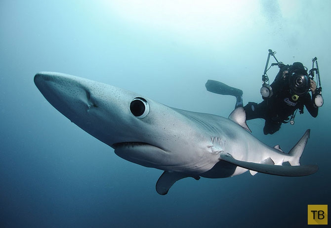 Удивительный мир акул (13 фото)