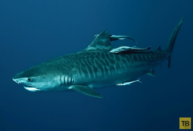Удивительный мир акул (13 фото)