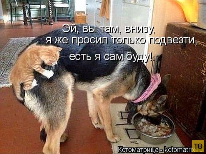 ���������� ����������� (49 ����)