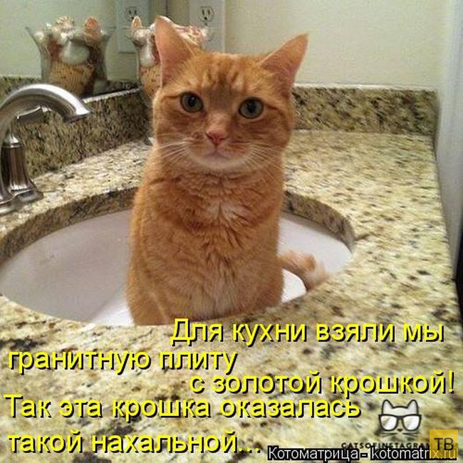 ���������� ����������� (49 ����)