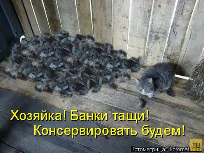 ���������� ����������� (49 ����)