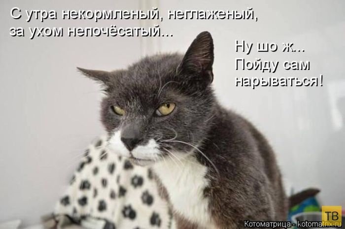 ���������� ����������� (49 ����)