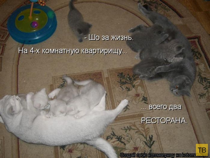 ���������� ����������� (49 ����)