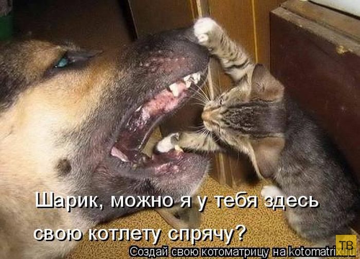 ���������� ����������� (49 ����)