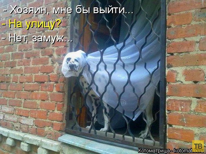 ���������� ����������� (49 ����)