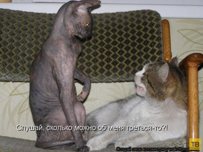 ���������� ����������� (49 ����)