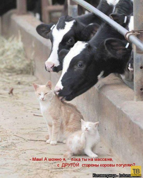 ���������� ����������� (49 ����)