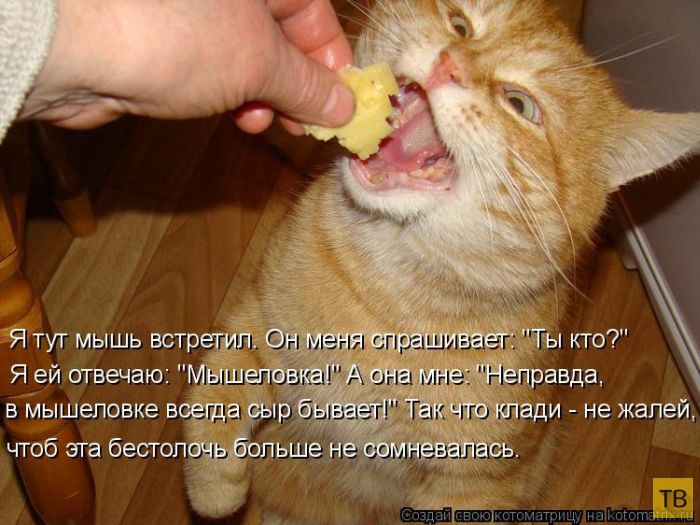 ���������� ����������� (49 ����)