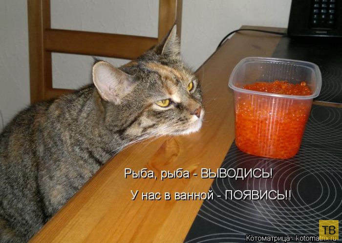 ���������� ����������� (49 ����)