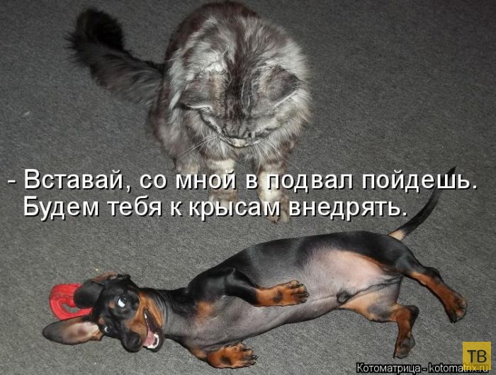 ���������� ����������� (49 ����)