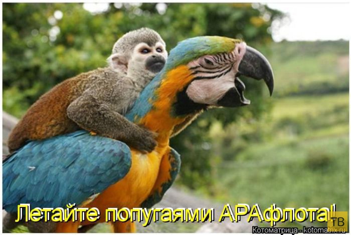 ���������� ����������� (49 ����)