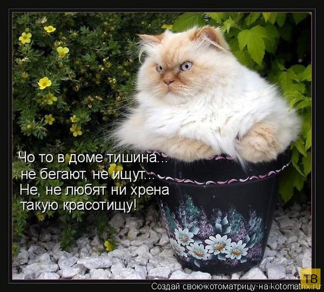 ���������� ����������� (49 ����)