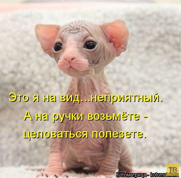 ���������� ����������� (49 ����)