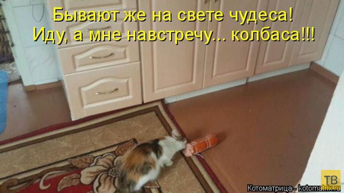 ���������� ����������� (49 ����)