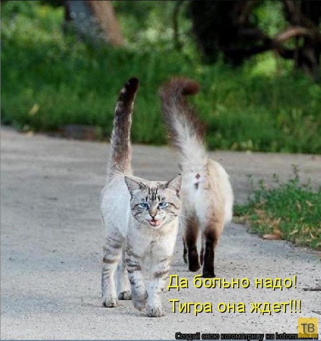 ���������� ����������� (49 ����)