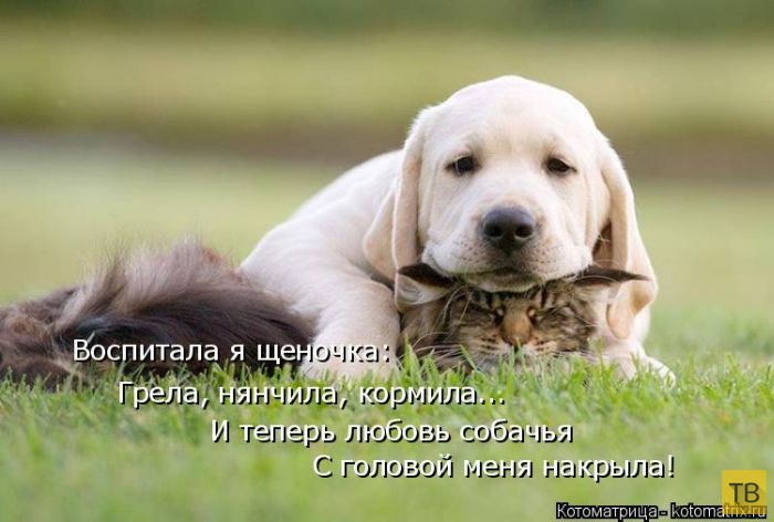 ���������� ����������� (49 ����)