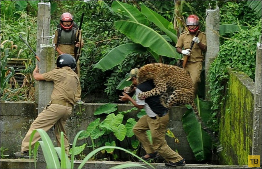 Нападение леопарда на людей в Индии (7 фото)