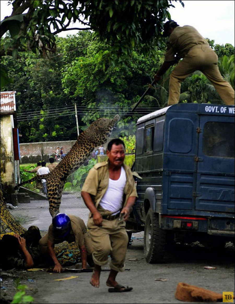 Нападение леопарда на людей в Индии (7 фото)