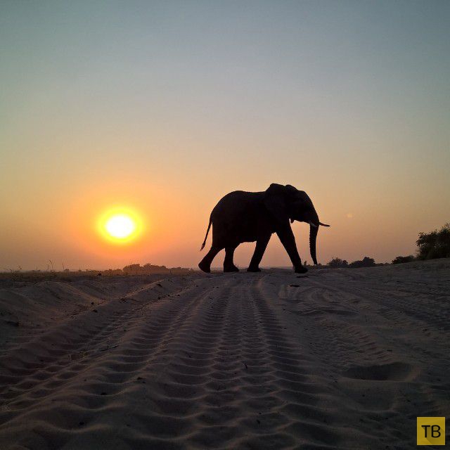 Фотографии с животными из Instagram’а National Geographic (28 фото)