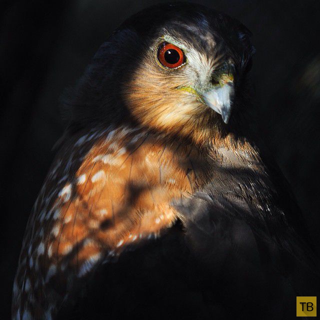 Фотографии с животными из Instagram’а National Geographic (28 фото)