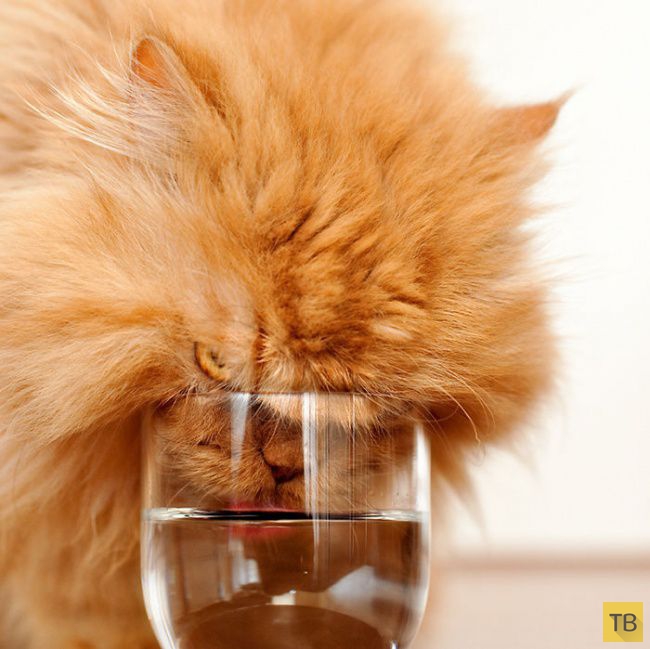 ����� - ����� �������� ��� � ���� (20 ����)