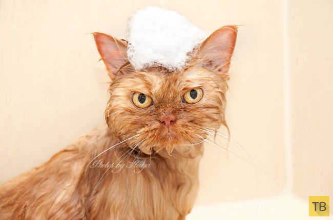 ����� - ����� �������� ��� � ���� (20 ����)