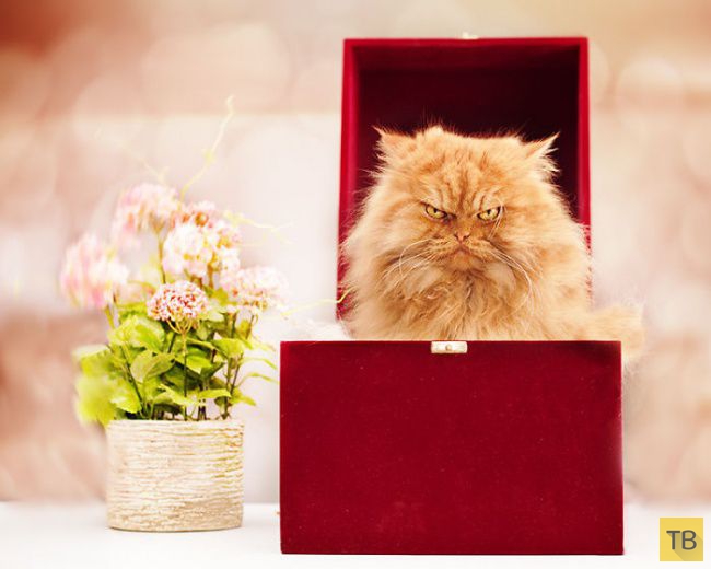 ����� - ����� �������� ��� � ���� (20 ����)