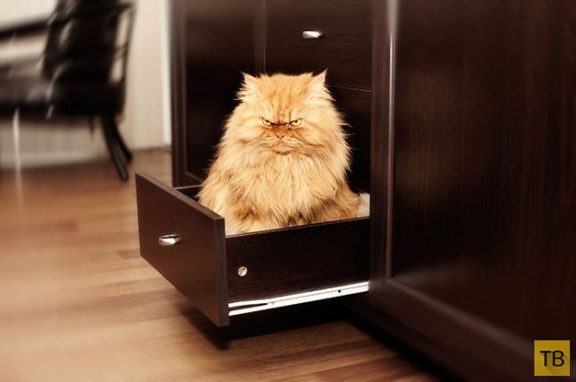 ����� - ����� �������� ��� � ���� (20 ����)