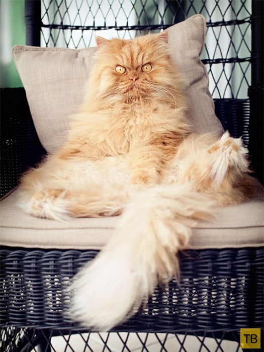 Гарфи - самый сердитый кот в мире (20 фото)
