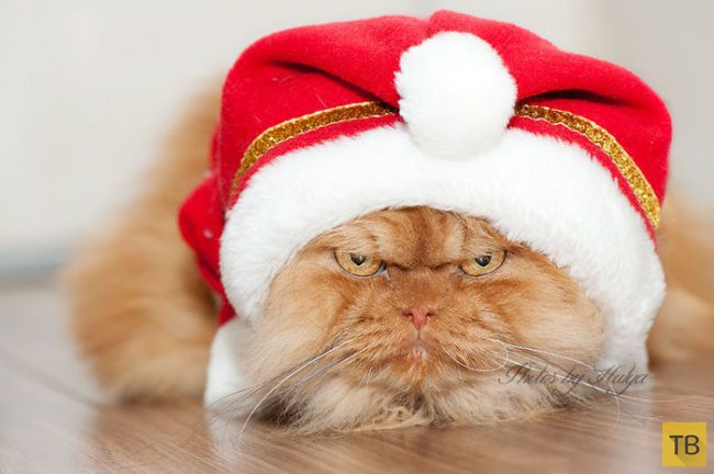 ����� - ����� �������� ��� � ���� (20 ����)