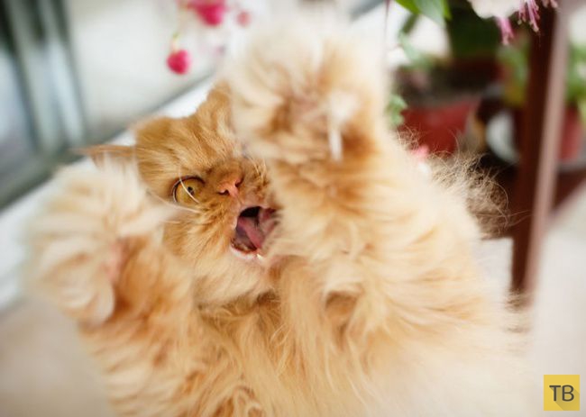 ����� - ����� �������� ��� � ���� (20 ����)